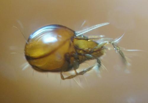 Réf. 290 175 : Ceratoppia sp.